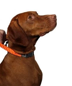 Penn-Plax Bungee Dog Collar, Orange/Black -Penn-Plax Store 318181 PT2. SY630 V1632888070