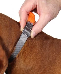 Penn-Plax Bungee Dog Collar, Orange/Black -Penn-Plax Store 318181 PT4. SY630 V1632890486