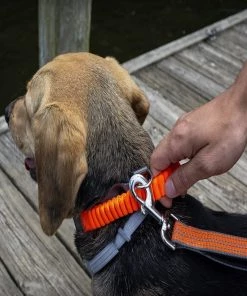 Penn-Plax Bungee Dog Collar, Orange/Black -Penn-Plax Store 318181 PT5. SY630 V1632889283