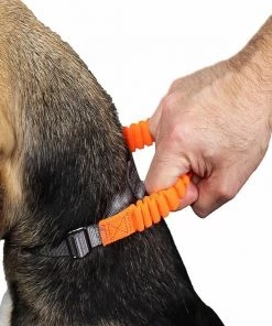 Penn-Plax Bungee Dog Collar, Orange/Black -Penn-Plax Store 318181 PT6. SY630 V1632887507